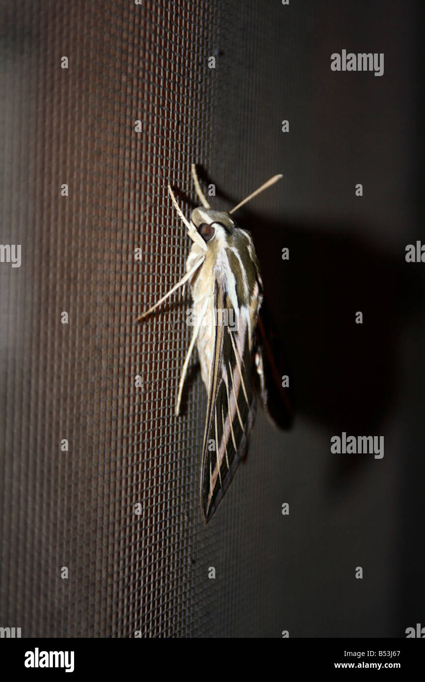 Grande sphinx moth su schermo di finestra vista laterale Foto Stock