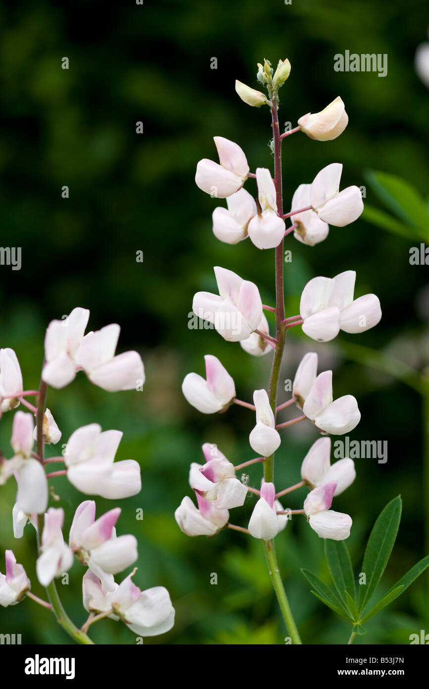 Varietà di Lupin, Cypress House Garden Foto Stock