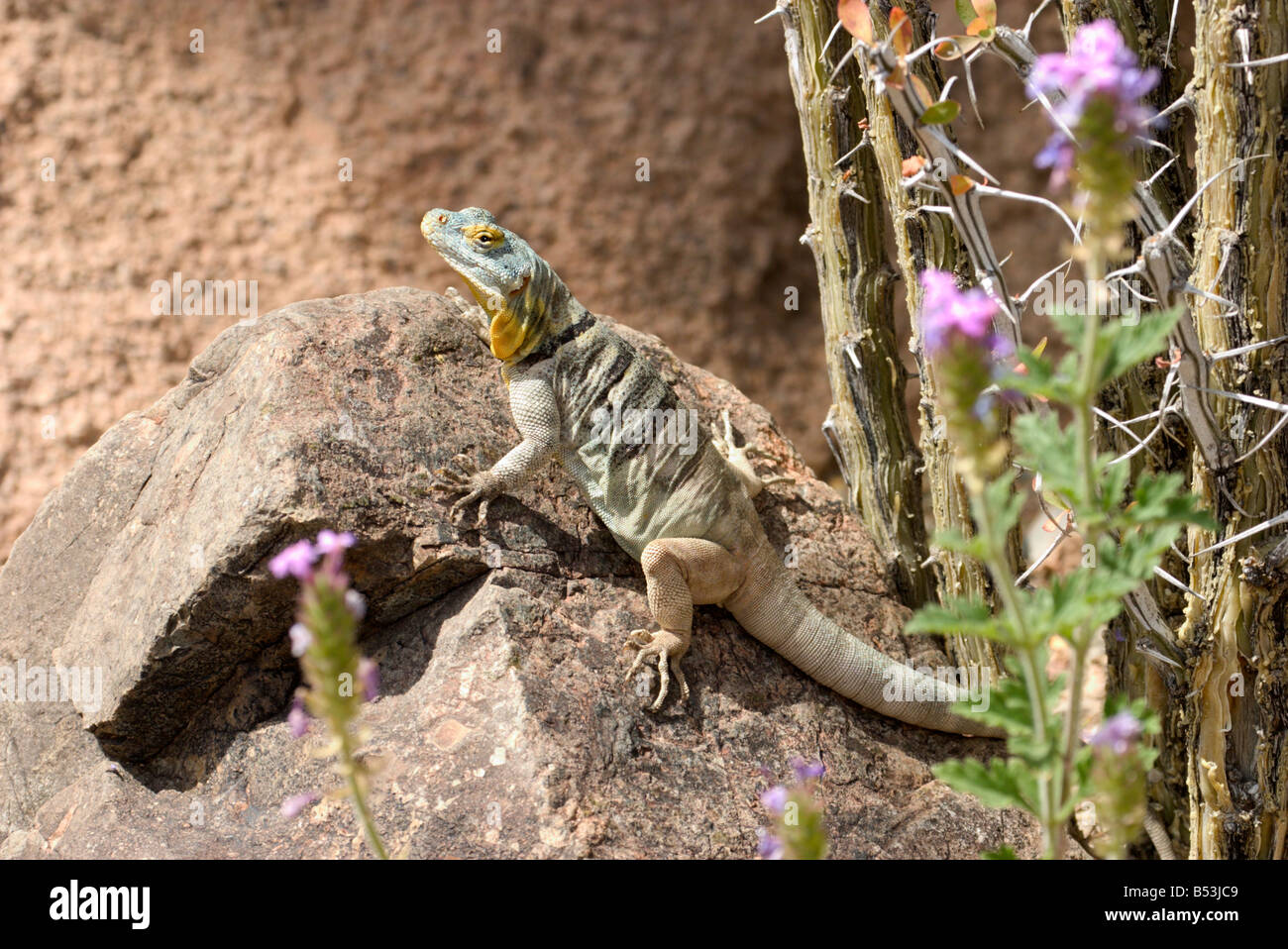 San Lucano Rock Lizard Petrosaurus thalassinus Foto Stock