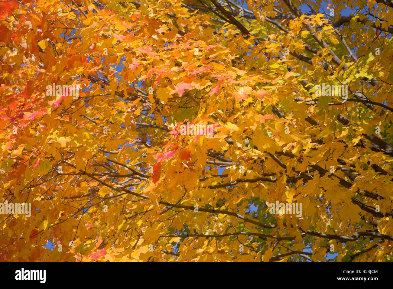 Golden colori dell'autunno. Foto Stock