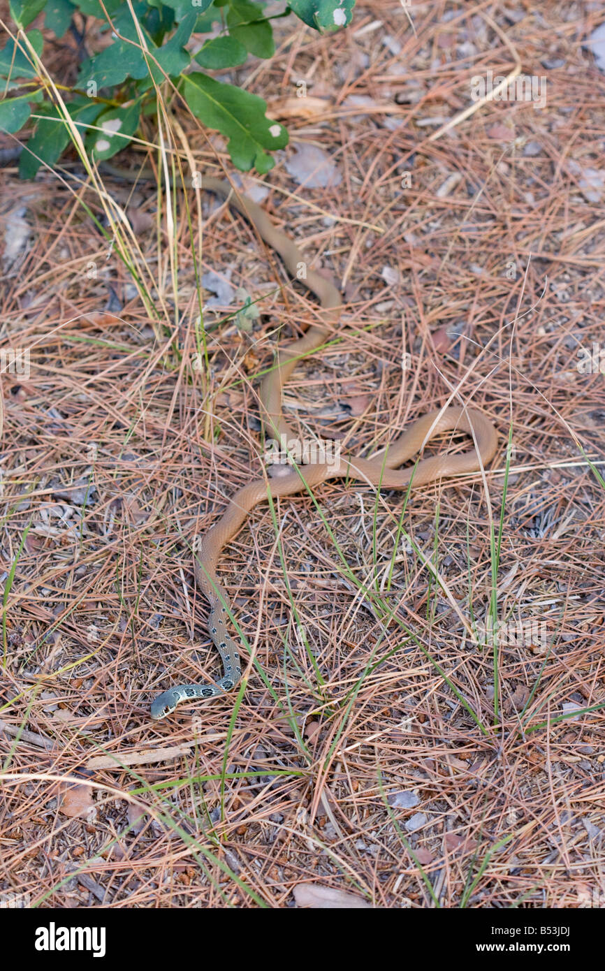 Dahl la frusta Snake, Platyceps najadum Foto Stock