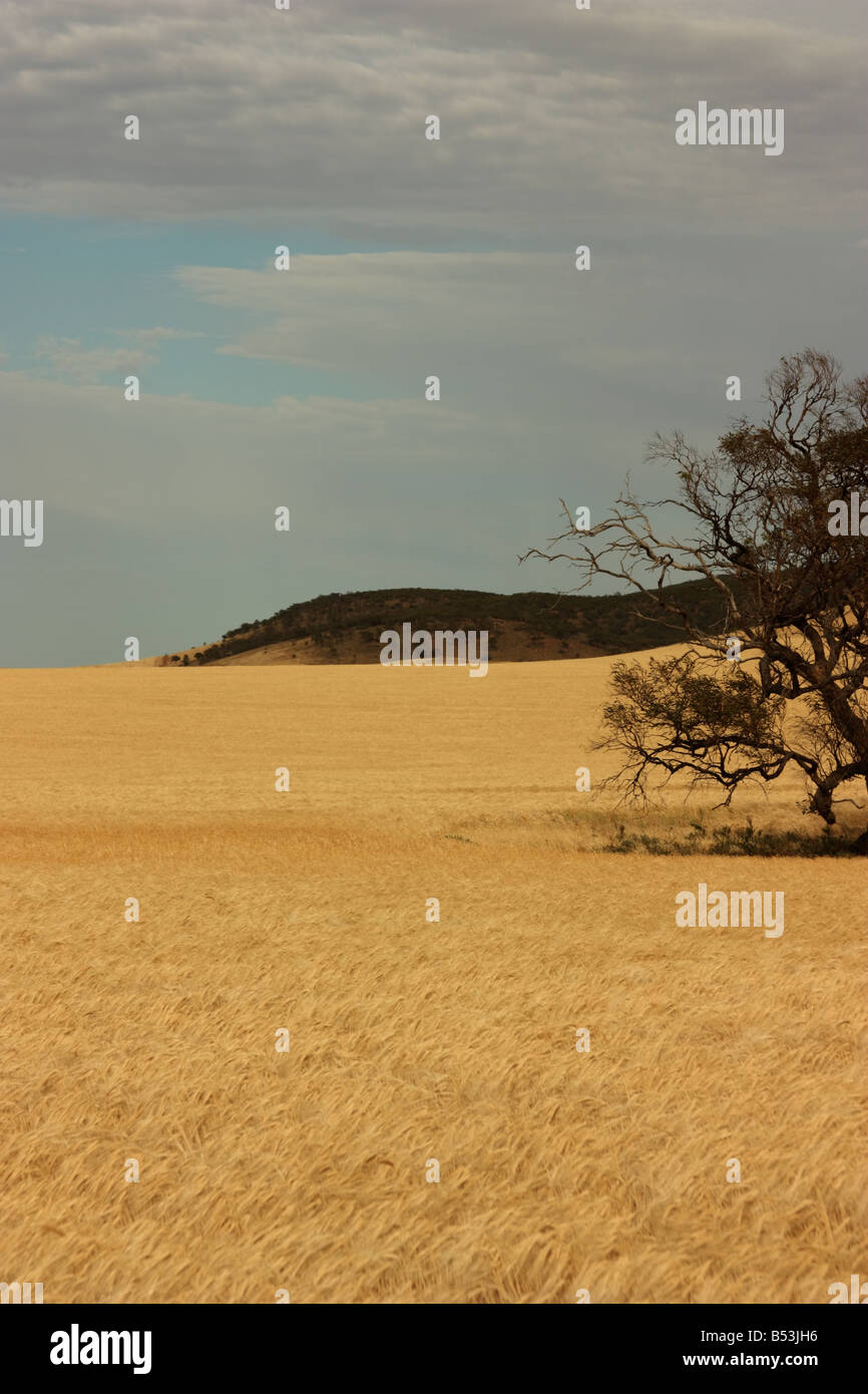 Raccolto di cereale sulla penisola di Eyre con alta risoluzione Fotografia Foto Stock