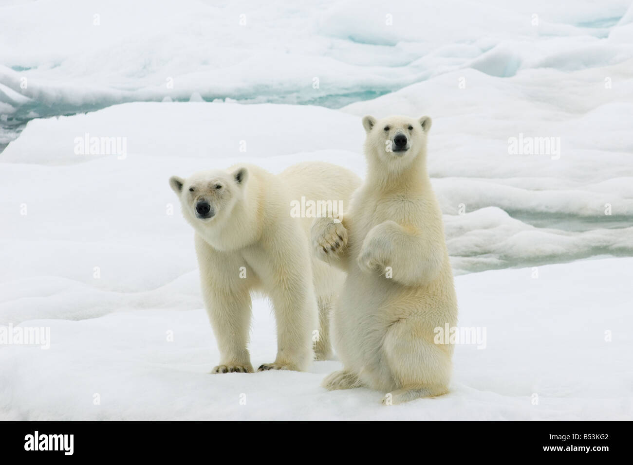 Orso polare (Ursus maritimus). Madre con cub su un glaçon Foto Stock
