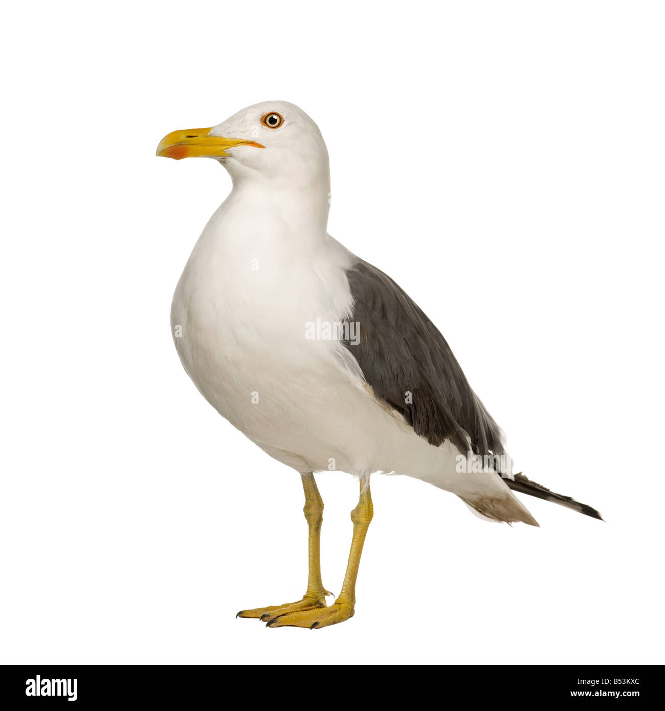 Herring Gull Larus argentatus 3 anni davanti a uno sfondo bianco Foto Stock