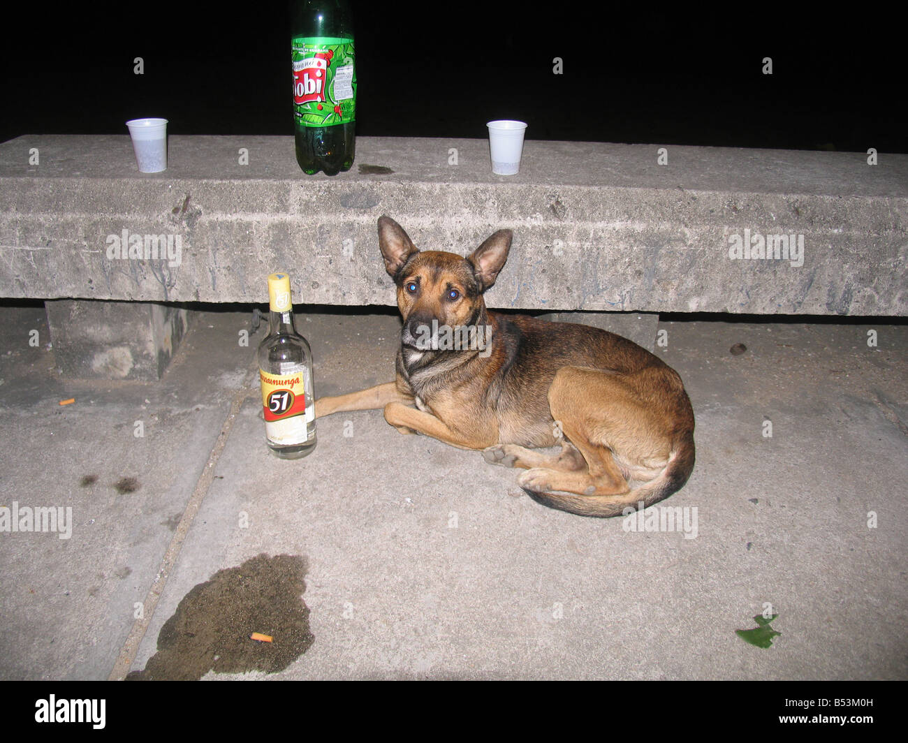 Un bel cane con la canna da zucchero brandy cachaça, Sepetiba della notte, Rio de Janeiro, Brasile / BRASILE Foto Stock