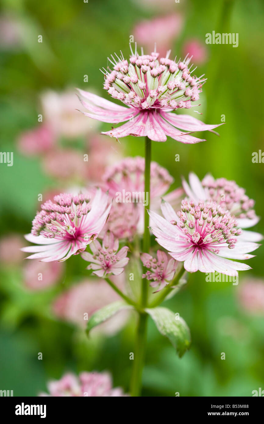 Astrantia major, Cypress House Garden, Lancashire Foto Stock