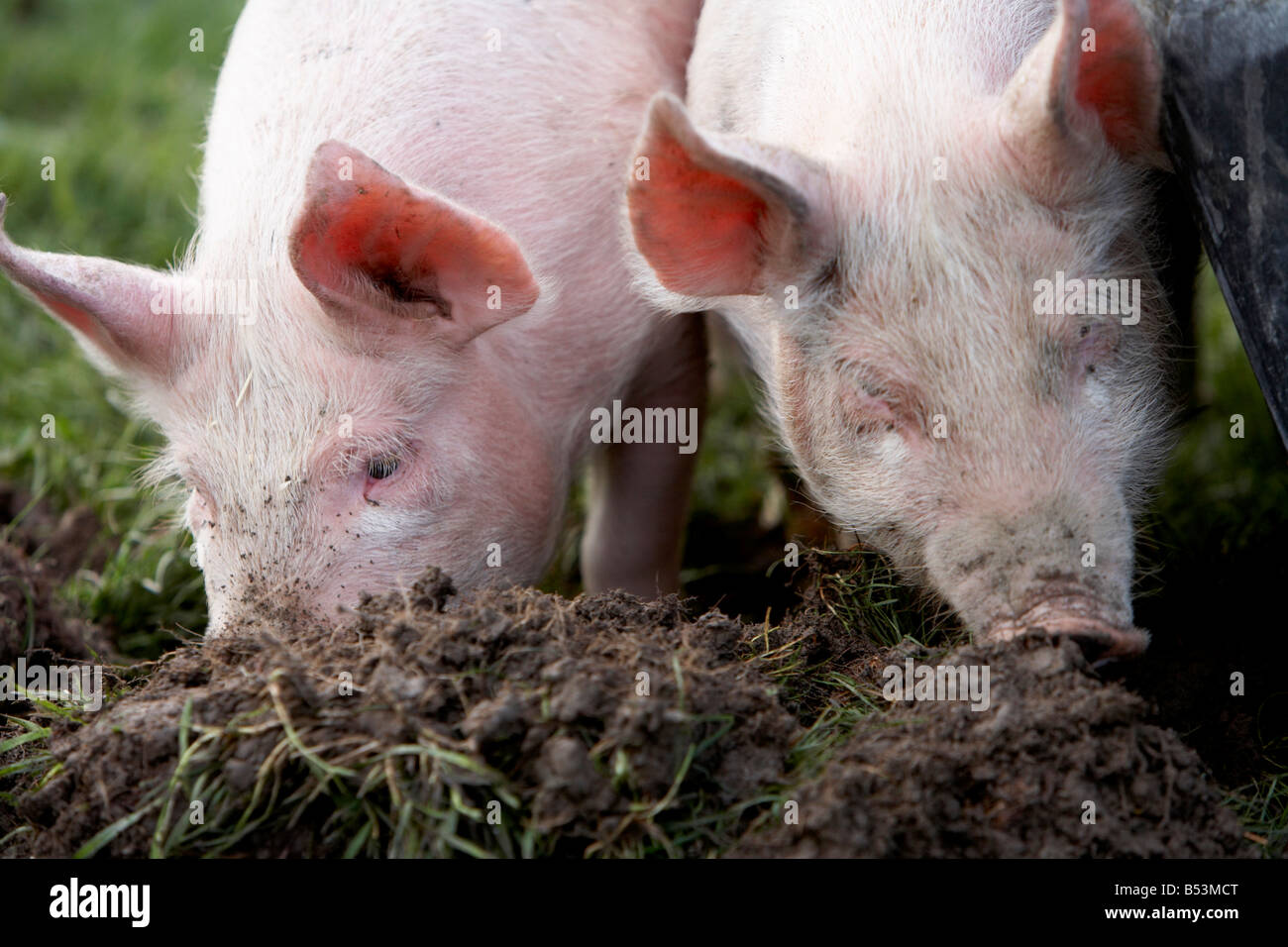 Due maiali con ci nasi nel terreno girandola Foto Stock