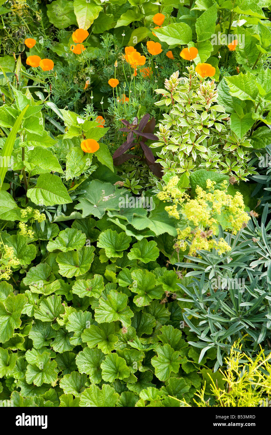 Papaveri e altre piccole piante in un giardino Foto Stock