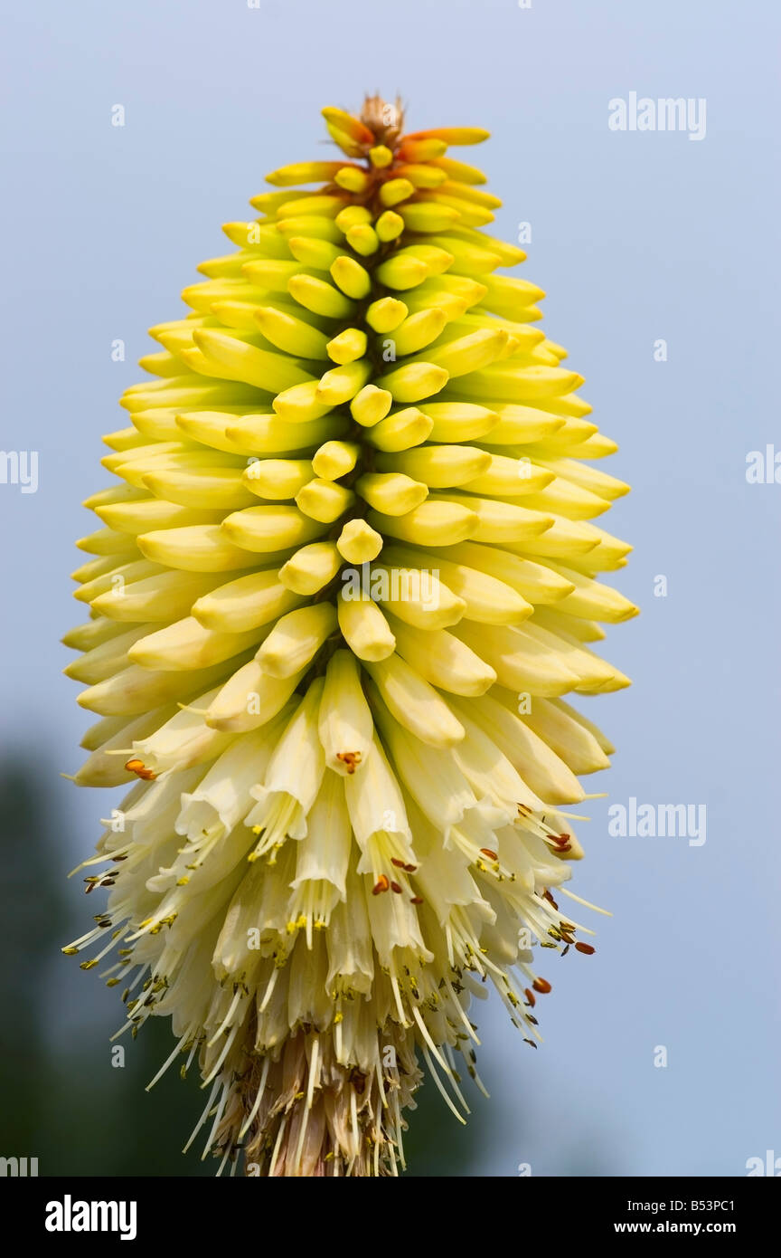 KNIPHOFIA ICE QUEEN RED HOT POKER Foto Stock
