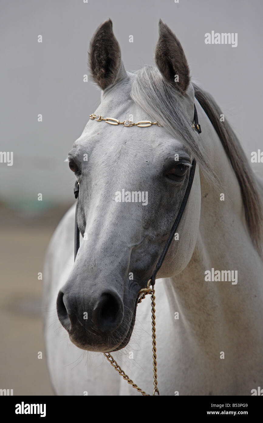 Il grigio Arabian Horse Foto Stock