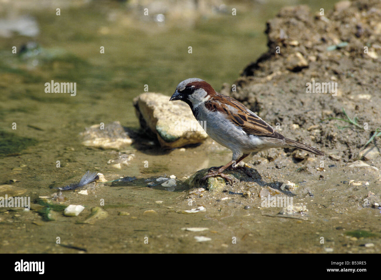 Moineau commun Haussperling casa passero Passer domesticus uccelli maschio arroccato su un roc Africa Afrika animali Asia Asien Austral Foto Stock