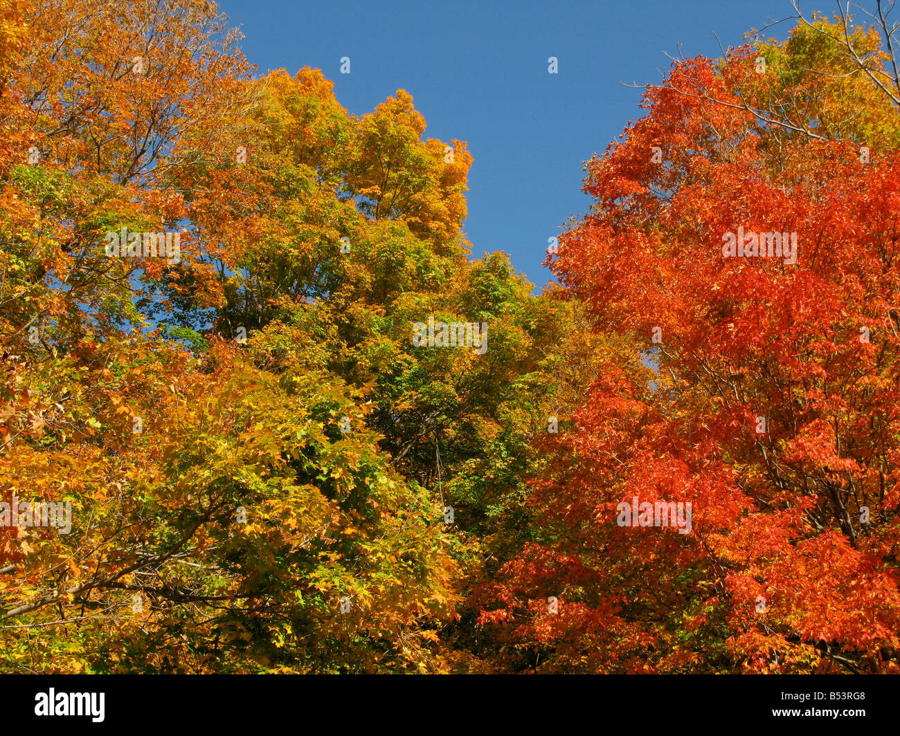 Brillante caduta delle foglie. Foto Stock