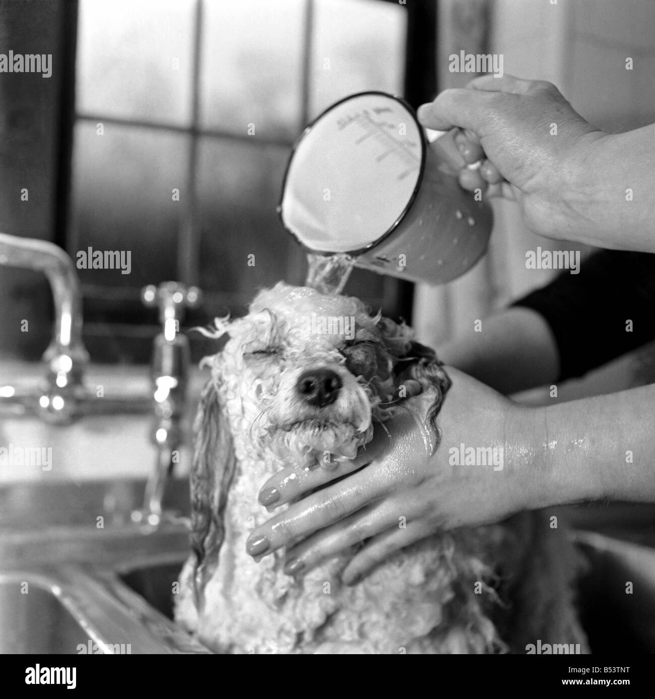Bagno di notte per Tommy il barboncino in miniatura è qualcosa di simile ad un test di resistenza, fino a quando il caldo gli asciugamani sono avvolti attorno a lui e t Foto Stock