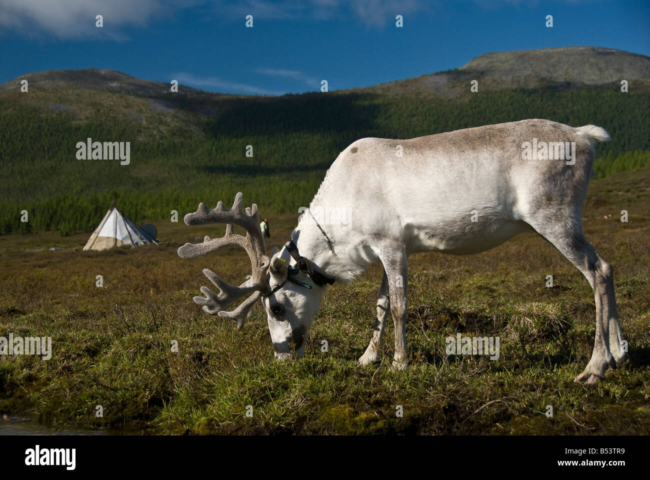 La renna in tsaatan encampment Mongolia settentrionale Foto Stock