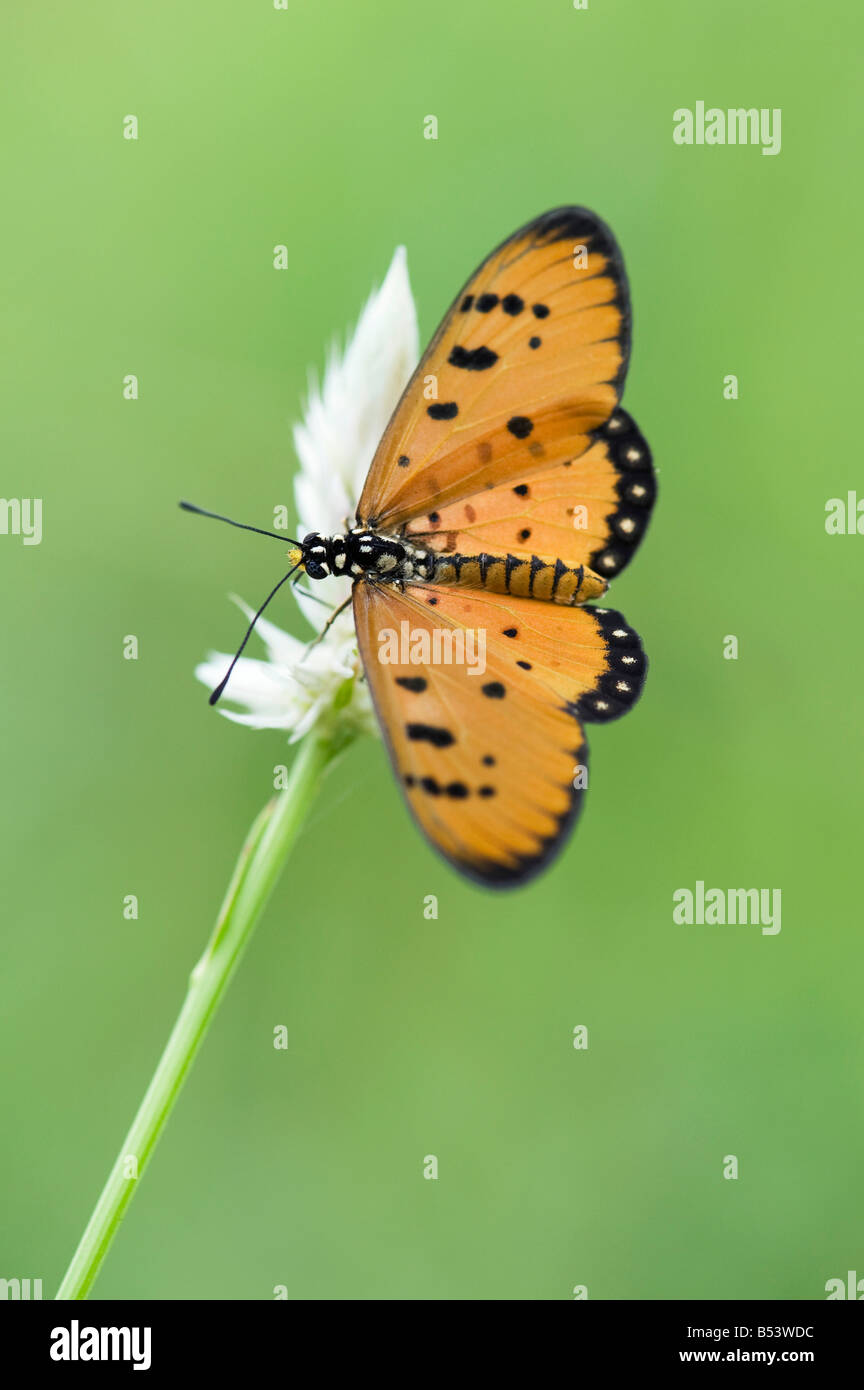 Acraea terpsicore. Bruno Coster butterfly nella campagna indiana. Andhra Pradesh, India Foto Stock