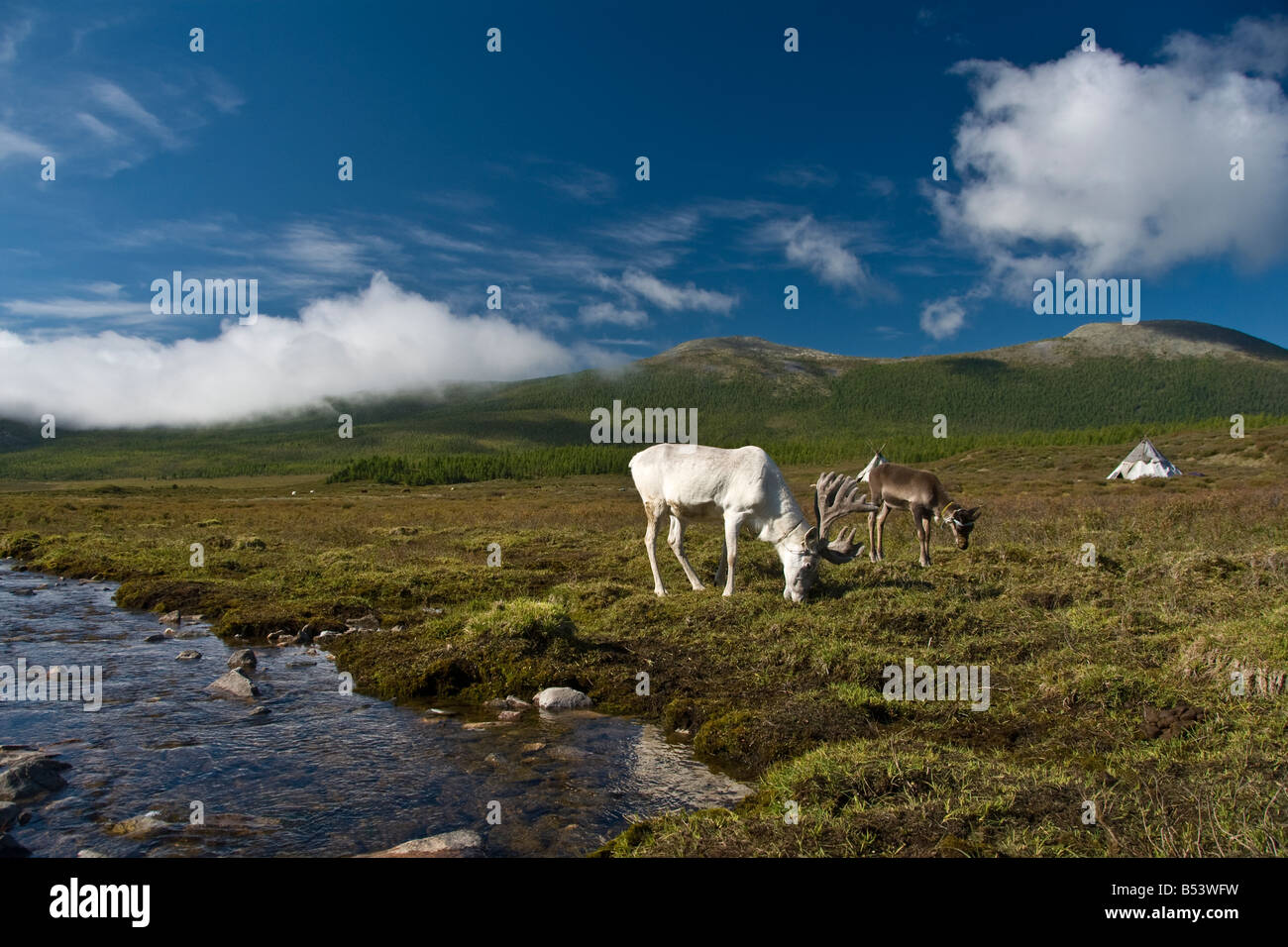 Le renne in tsaatan encampment Mongolia settentrionale Foto Stock