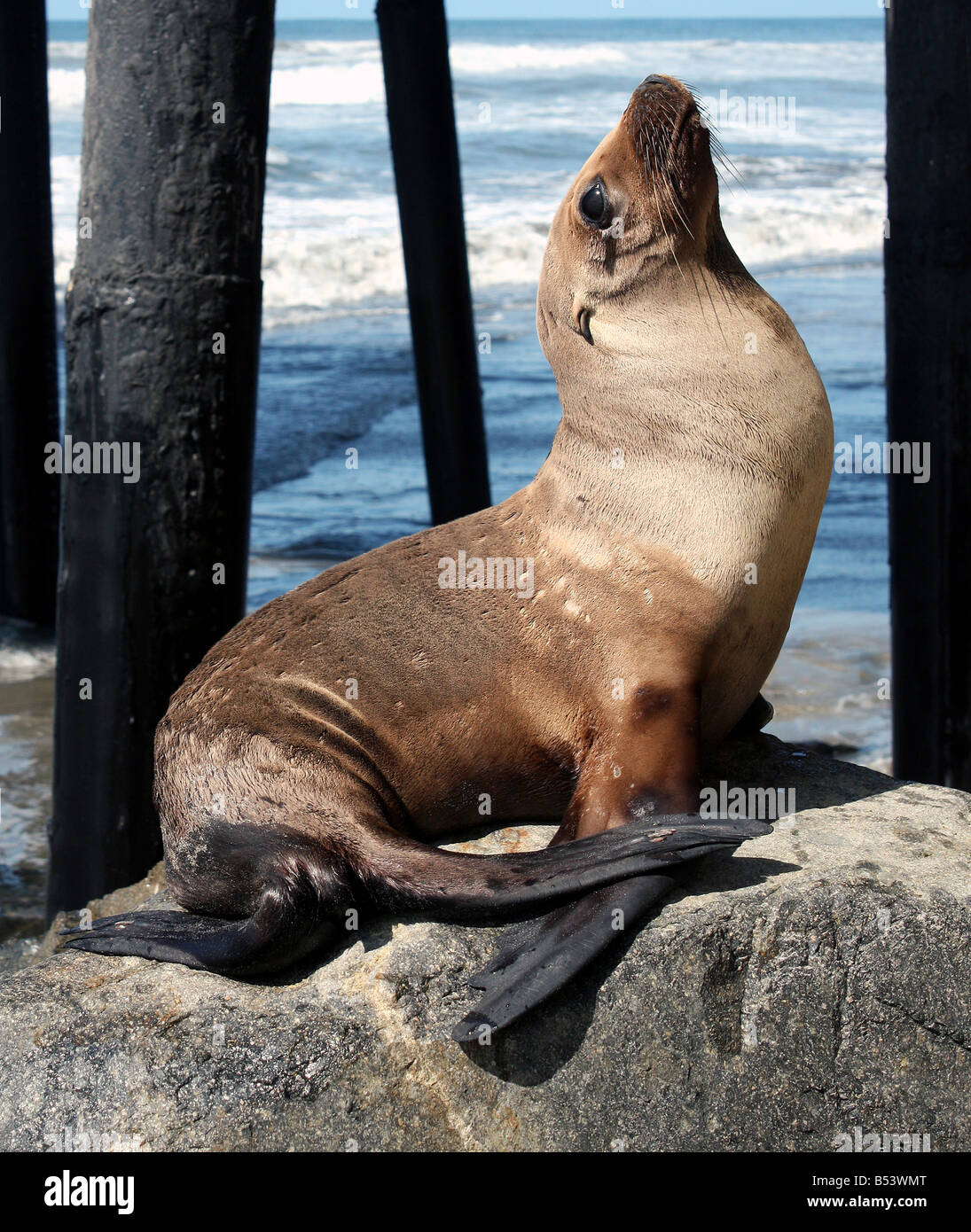 USA i leoni di mare sono una delle sette specie in sei generi di moderni pinnipedi Foto Stock