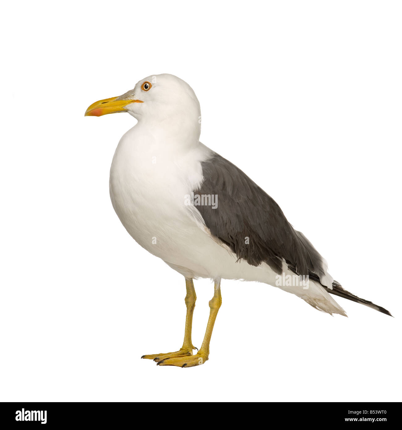 Herring Gull Larus argentatus 3 anni davanti a uno sfondo bianco Foto Stock