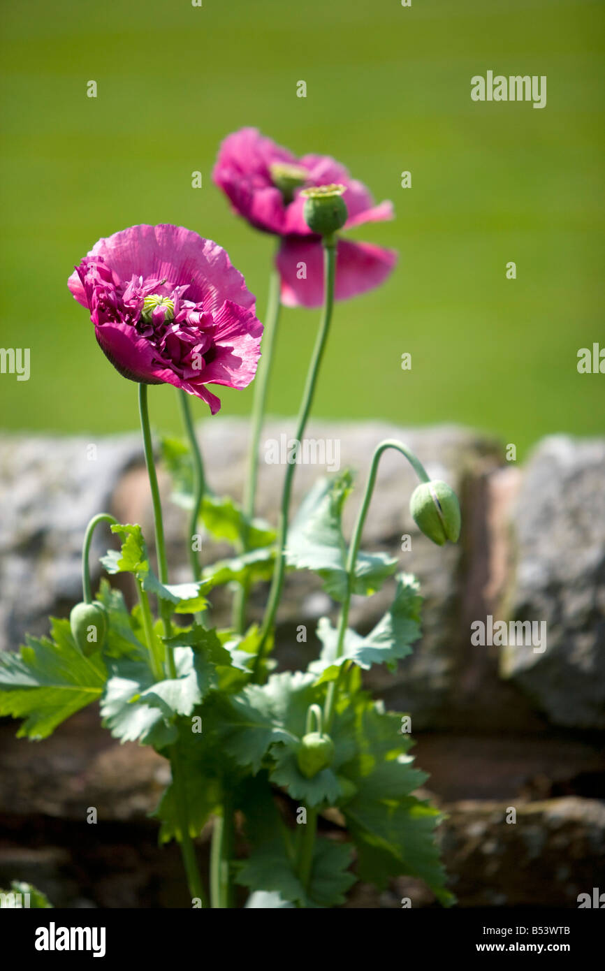Rosa Papaveri crescente da una stalattite parete Foto Stock