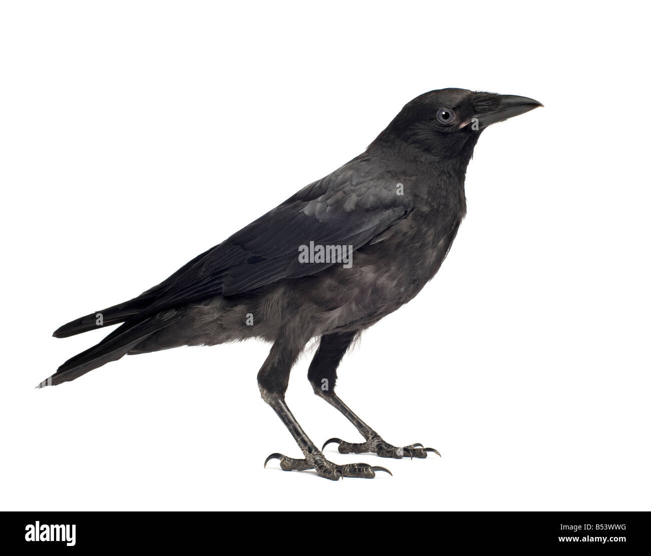 Giovani Carrion Crow Corvus corone 3 mesi di fronte a uno sfondo bianco Foto Stock