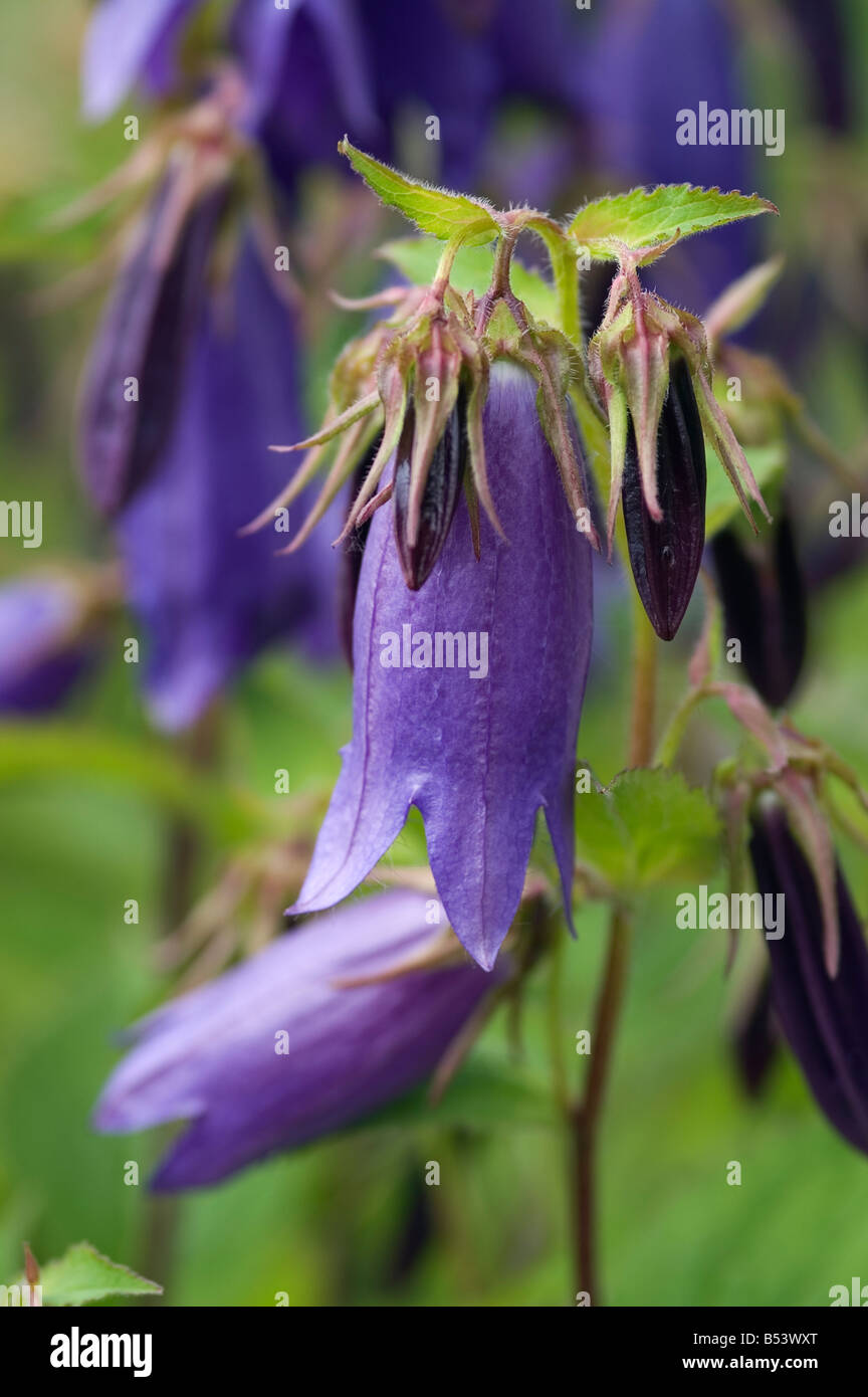 CAMPANULA SARASTRO CAMPANULA HAREBELL Foto Stock