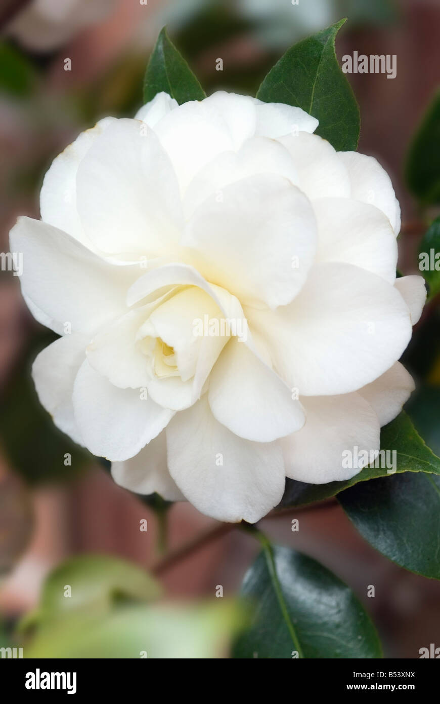 CAMELLIA JAPONICA ALBA PLENA Foto Stock