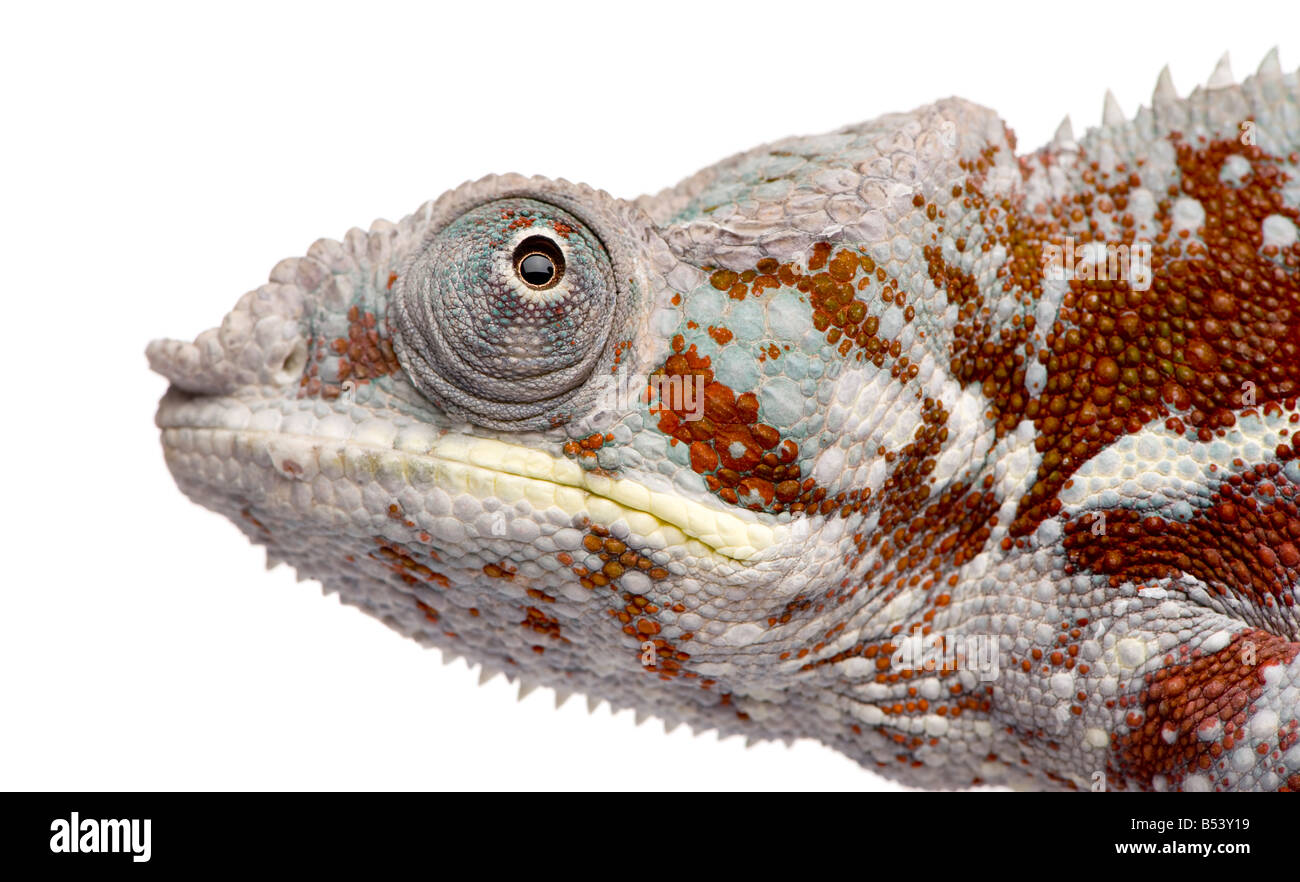 Chameleon Furcifer Pardalis Masoala 4 anni davanti a uno sfondo bianco Foto Stock