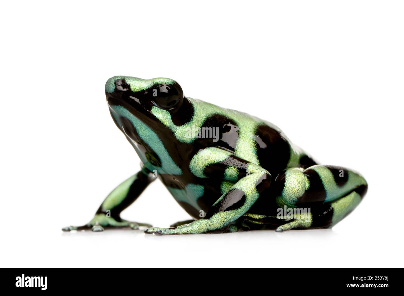 Verde e nero Poison Dart Frog Dendrobates auratus davanti a uno sfondo bianco Foto Stock