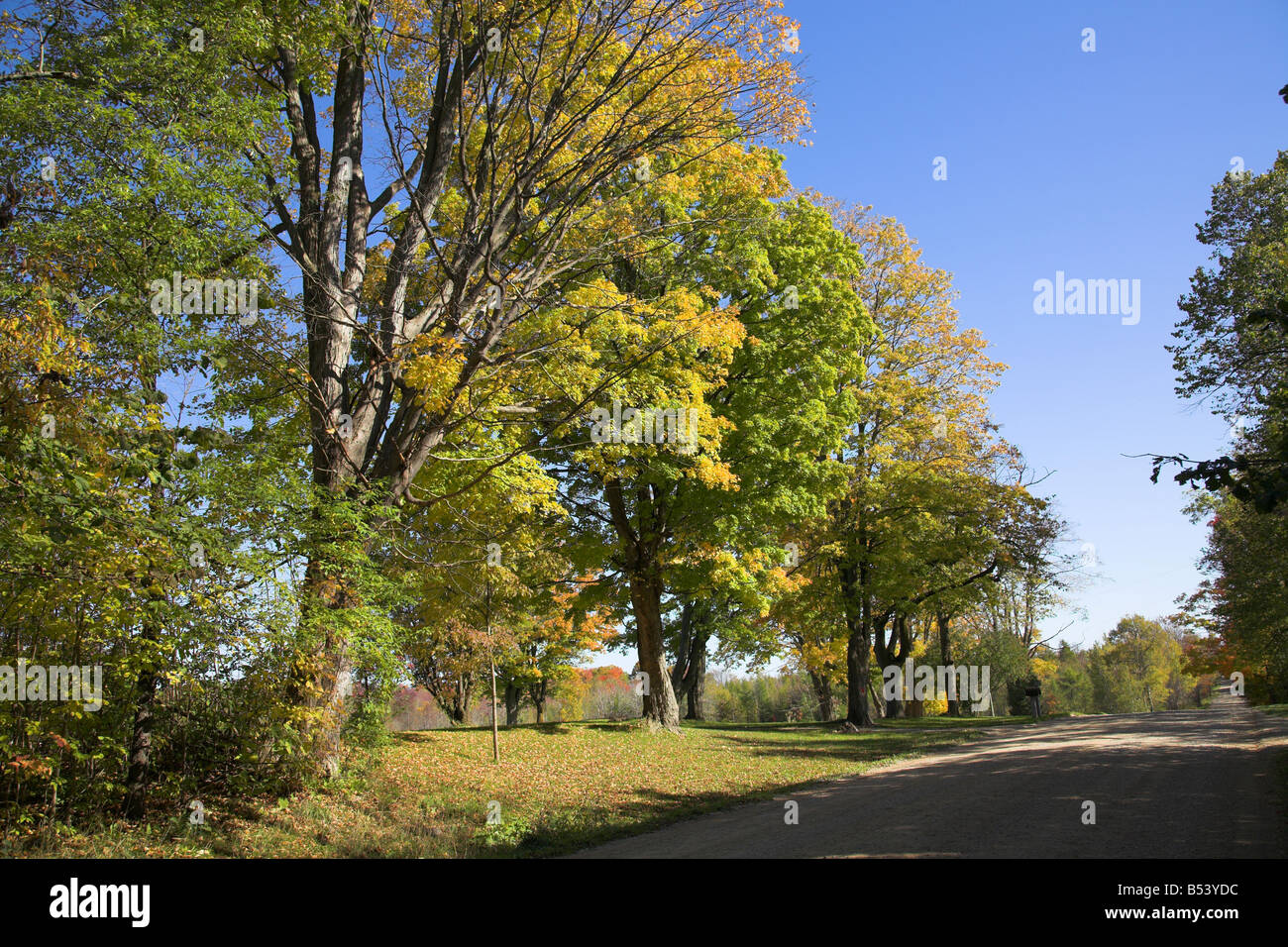 Fila di alberi in autunno splender fodera un vicolo del paese Foto Stock