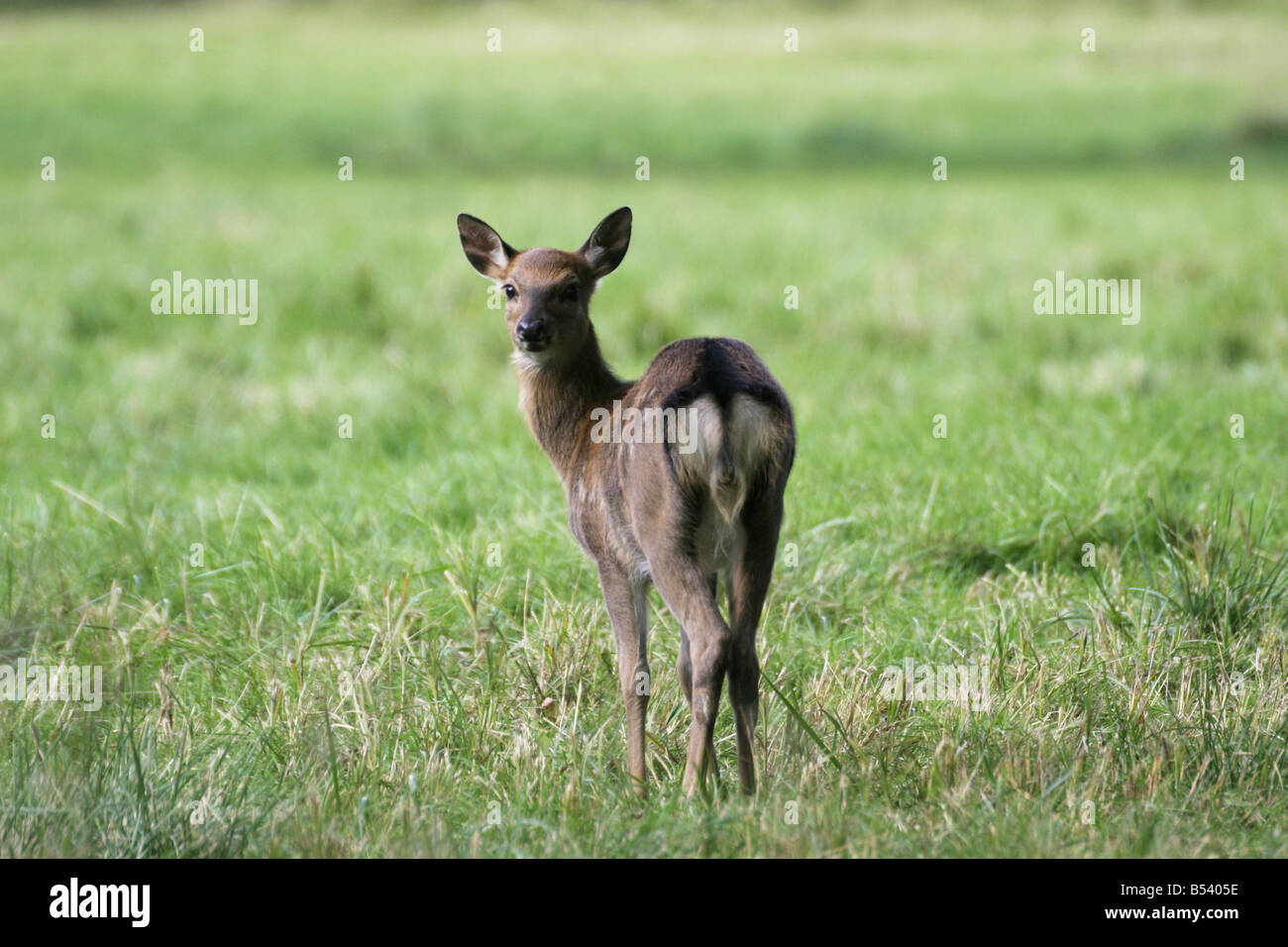 Cervi di vitello, Cervus elaphus Foto Stock
