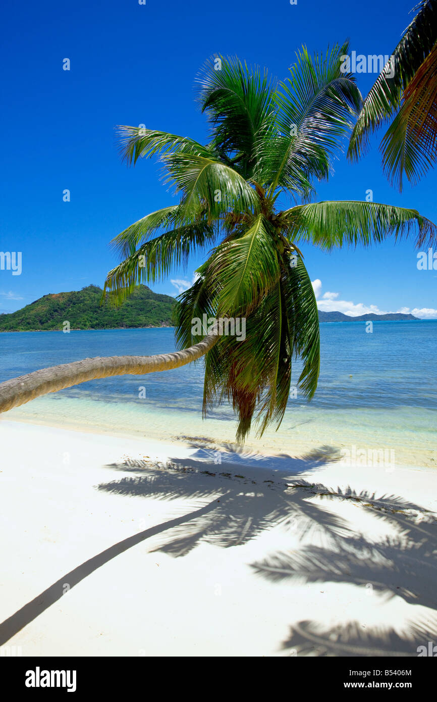 Palm tree nell'isola di Praslin Seychelles Foto Stock