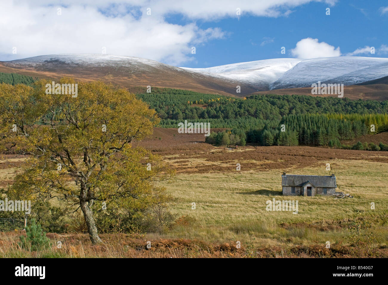 Achleum, Glen Feshie nel Parco Nazionale di Cairngorms Inverness-shire Scotland Regno Unito SCO 1049 Foto Stock