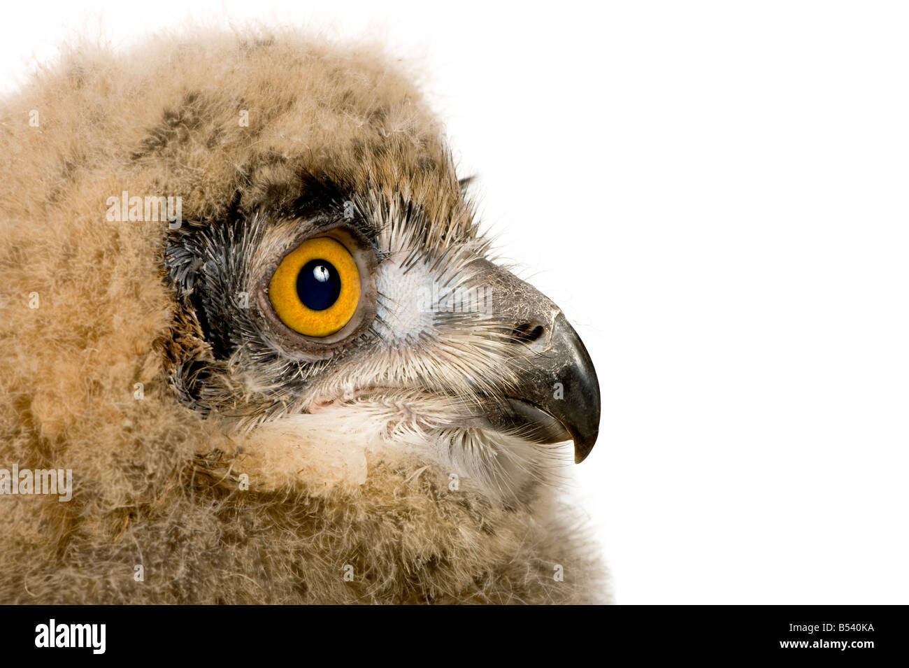 Gufo reale Bubo bubo 6 settimane di fronte a uno sfondo bianco Foto Stock