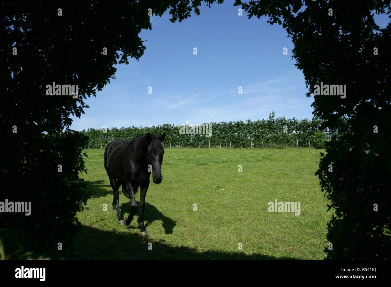 Cavallo nero attraverso hedge arch Foto Stock
