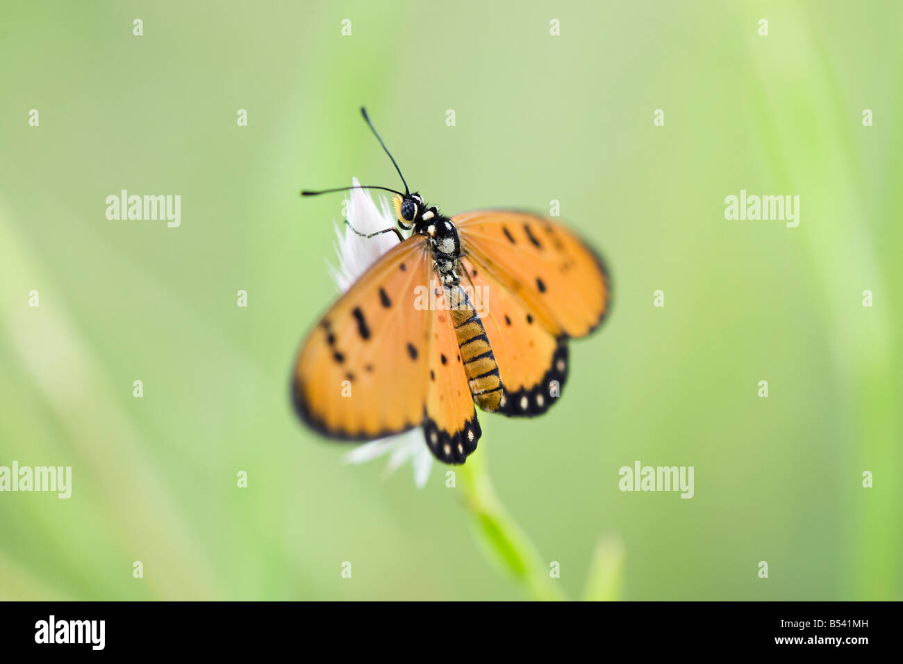 Acraea terpsicore. Bruno Coster butterfly nella campagna indiana. Andhra Pradesh, India Foto Stock