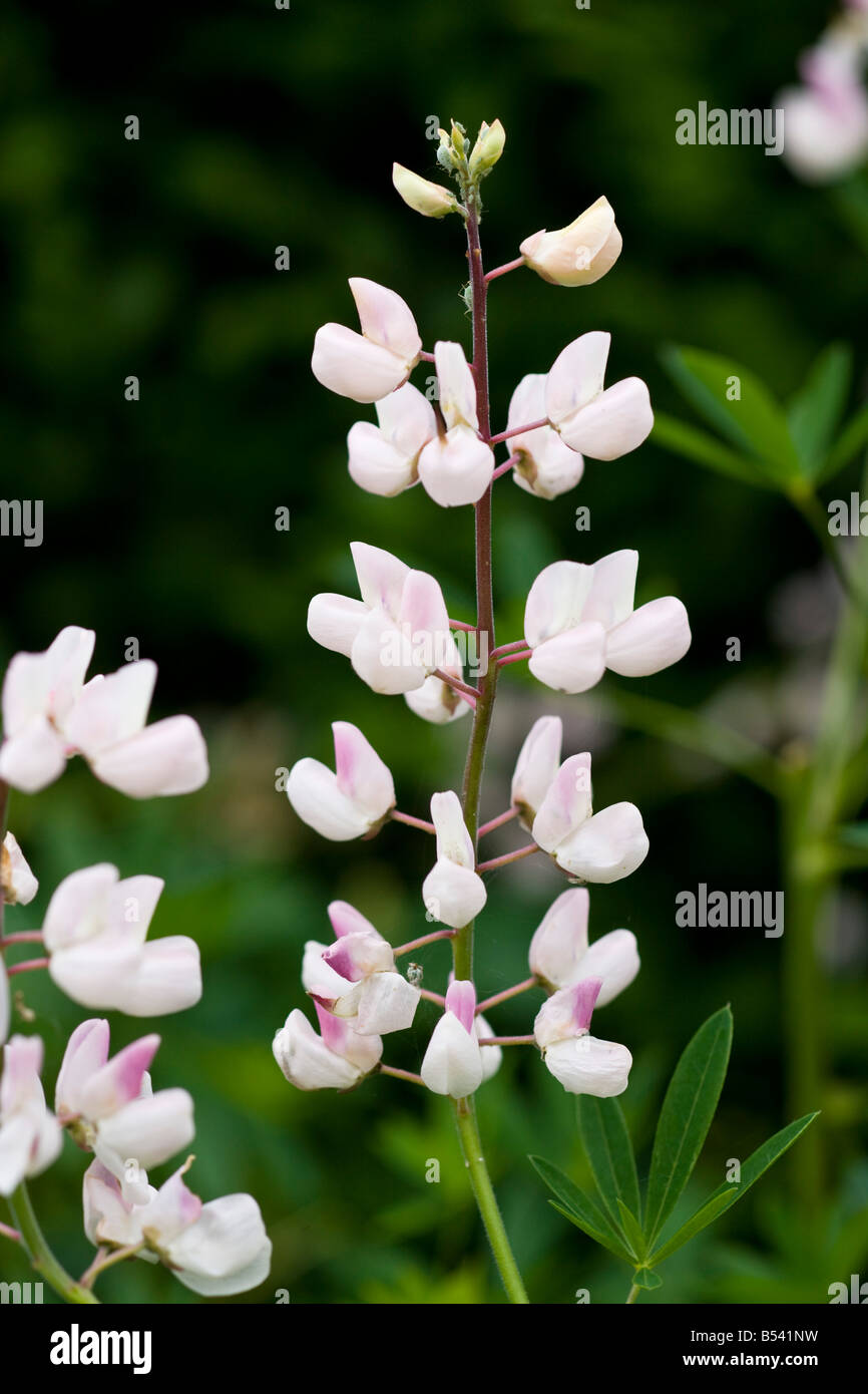 Varietà di Lupin, Cypress House Garden Foto Stock