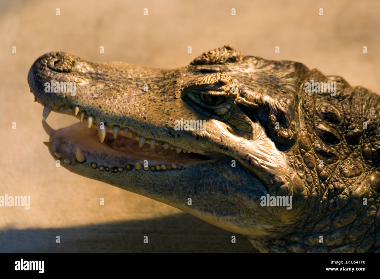 Il caimano dagli occhiali (Caiman crocodilus) Foto Stock