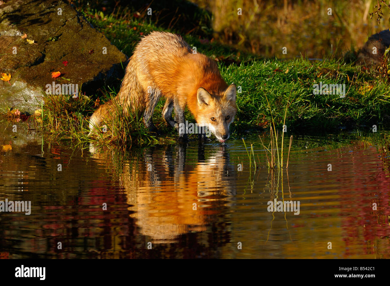 Unico Red Fox bere alla riva di un fiume in una mattina di autunno Foto Stock