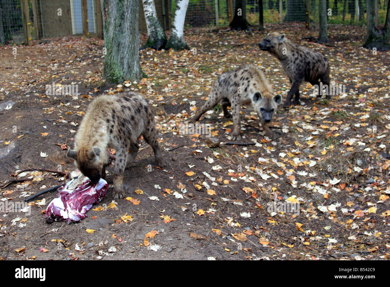 African iene al momento del pasto presso la famiglia DeYoung Zoo nel Michigan Foto Stock