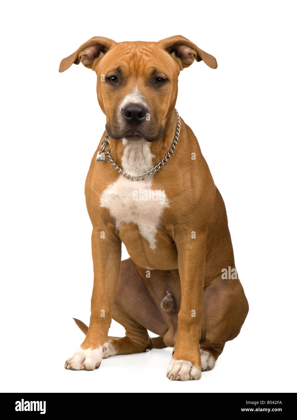 American Staffordshire terrier davanti a uno sfondo bianco Foto Stock