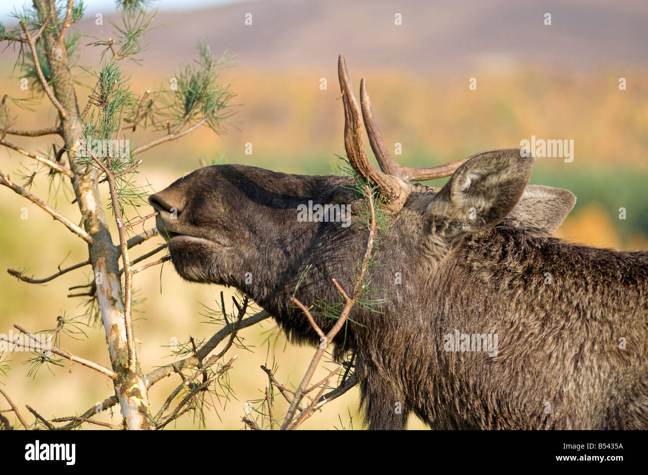 Europei maschili Elk - Alces alces nelle Scottish Highland Wildlife Park gestito dall'Edinburgh Zoological Society Foto Stock