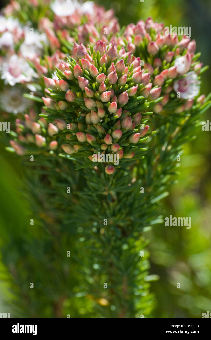West Australian fiori selvaggi piumati Il Fiore della piuma Vericordia plumosa Foto Stock