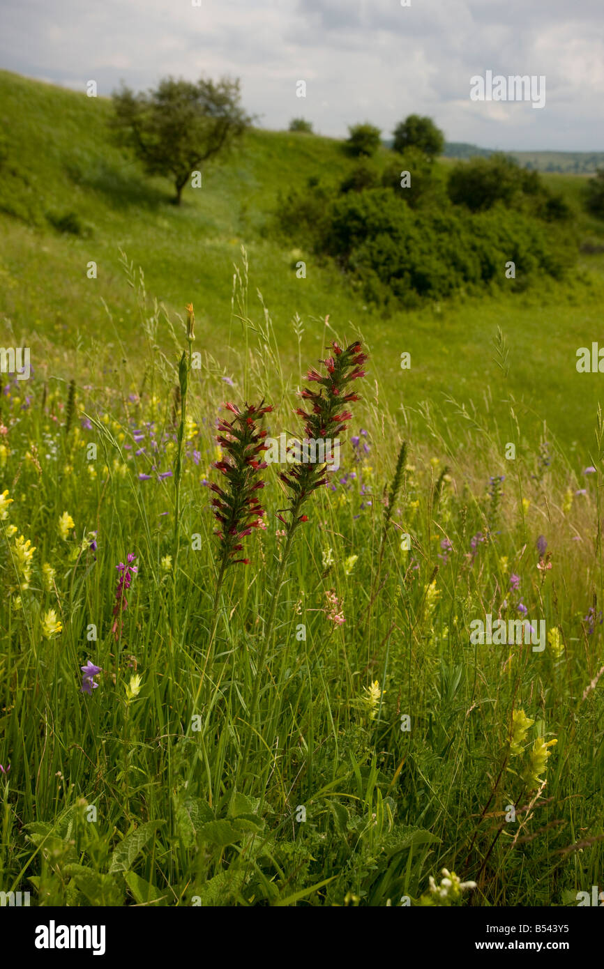 Red Bugloss Echium russicum una rara est europeo impianto di pascolo della Romania Foto Stock