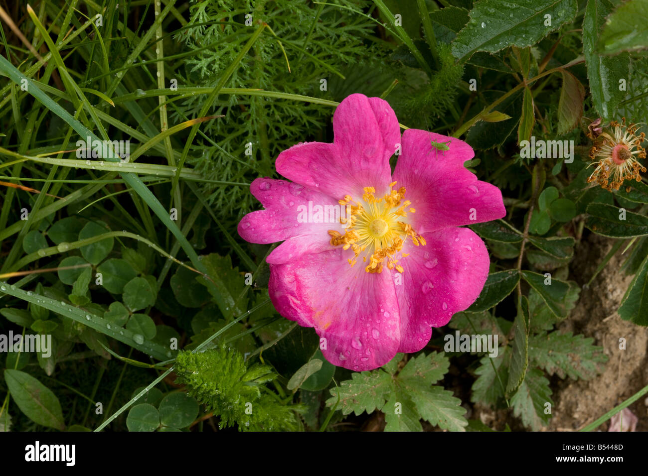 Rosa gallica o Rosa di Provenza rosa gallica conosciuto anche come la rosa rossa di Lancaster Foto Stock