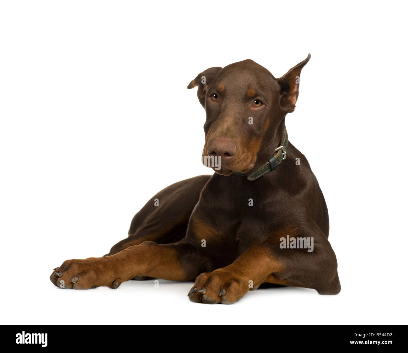 Dobermann 4 mesi di fronte a uno sfondo bianco Foto Stock