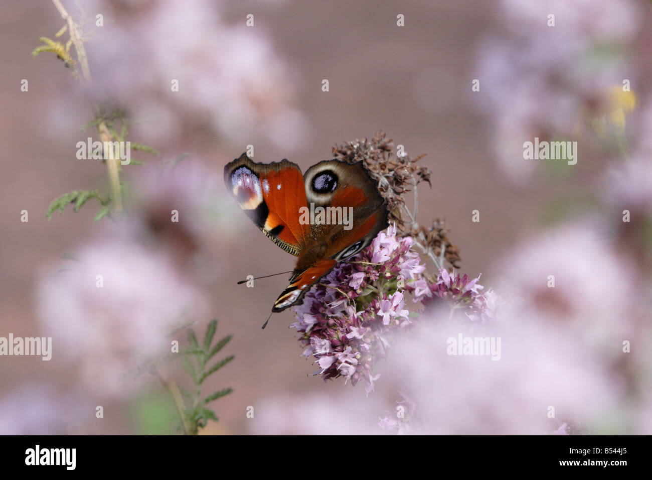 Inachis io, il Parlamento farfalla pavone Foto Stock