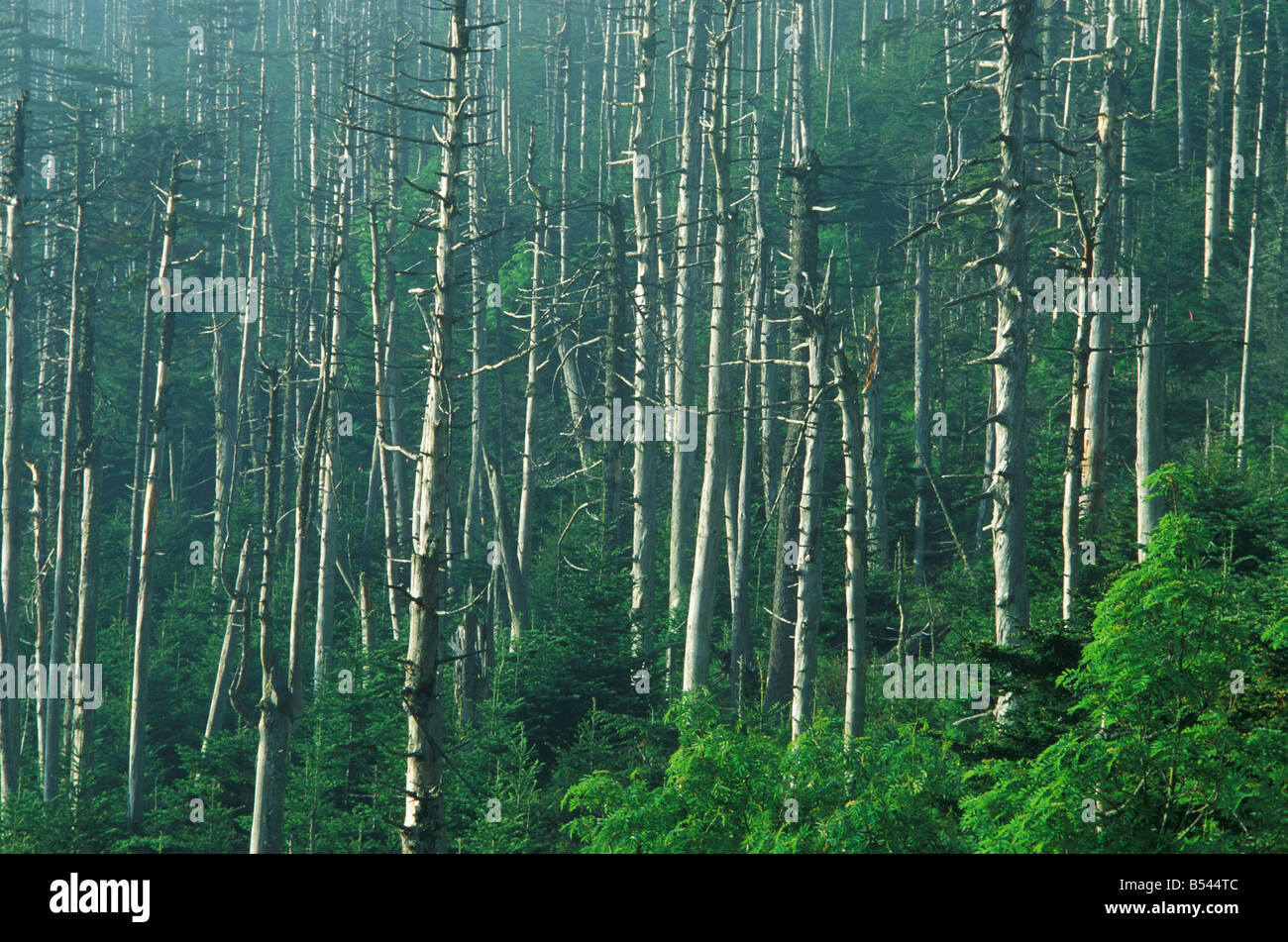 Effetti della pioggia acida di Great Smoky Mountains Foto Stock