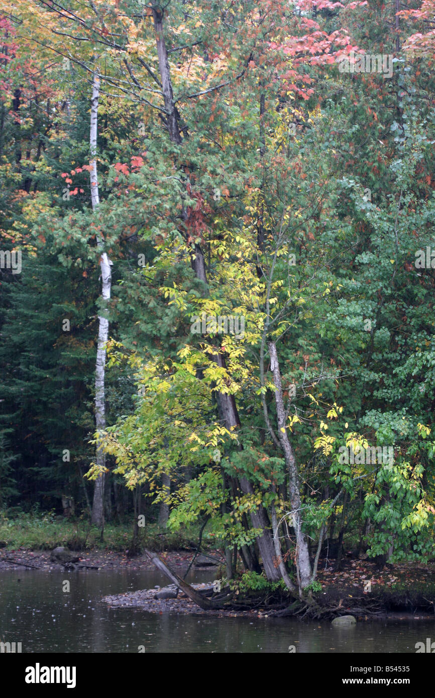 Un isola di alberi in un stagno nel Michigan settentrionale durante la stagione autunnale pioggia Foto Stock
