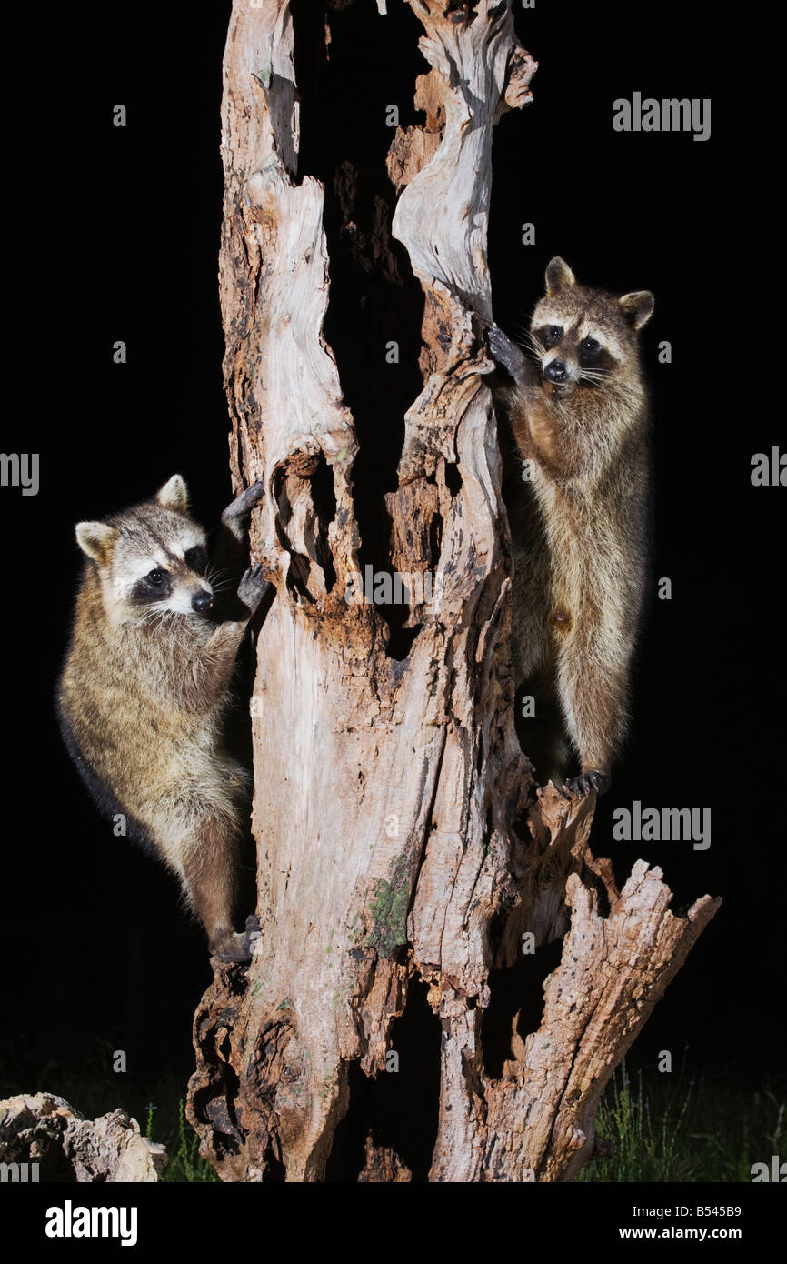 Northern Raccoon Procione lotor coppia rampicante Sinton Corpus Christi Coastal Bend Texas USA Foto Stock