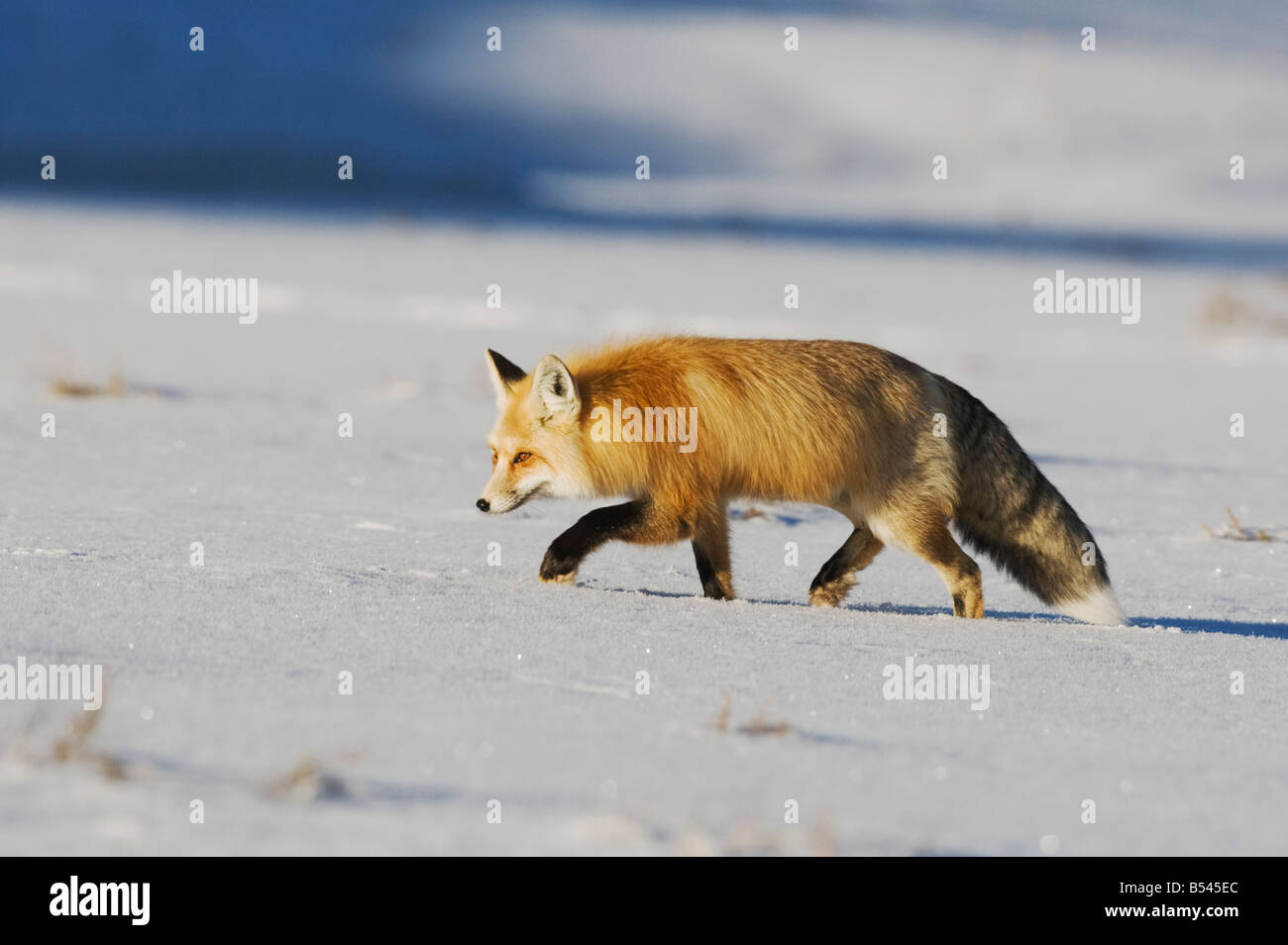 La Volpe rossa Vulpes vulpes adulto a piedi il Parco Nazionale di Yellowstone Wyoming USA Foto Stock